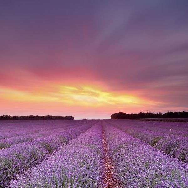 Abundance Activating Your True Purpose