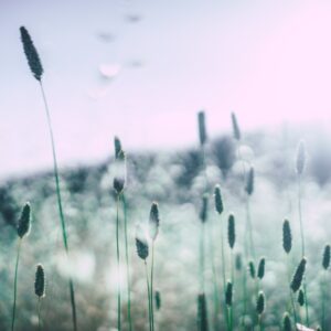 Clearing Allergies and Sensitivities