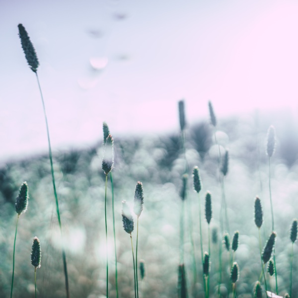 Clearing-Allergies-and-Sensitivities-1.jpg Clearing Allergies and Sensitivities