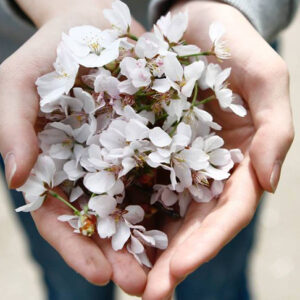 Giving From the Heart